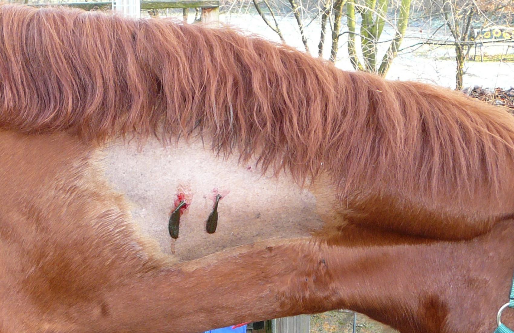 Pferd Blutegel