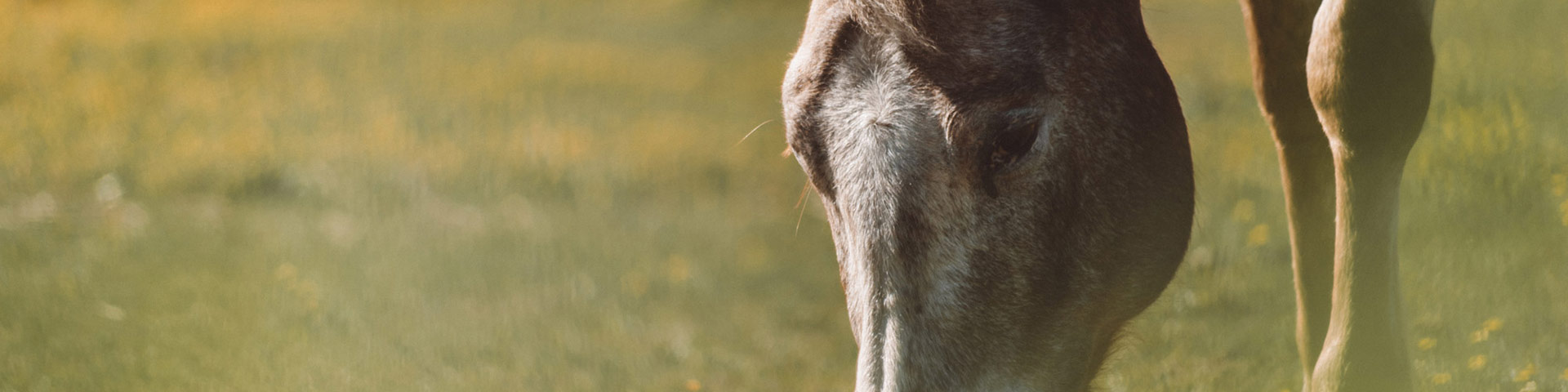 Startbild für FAQs Häufige Fragen