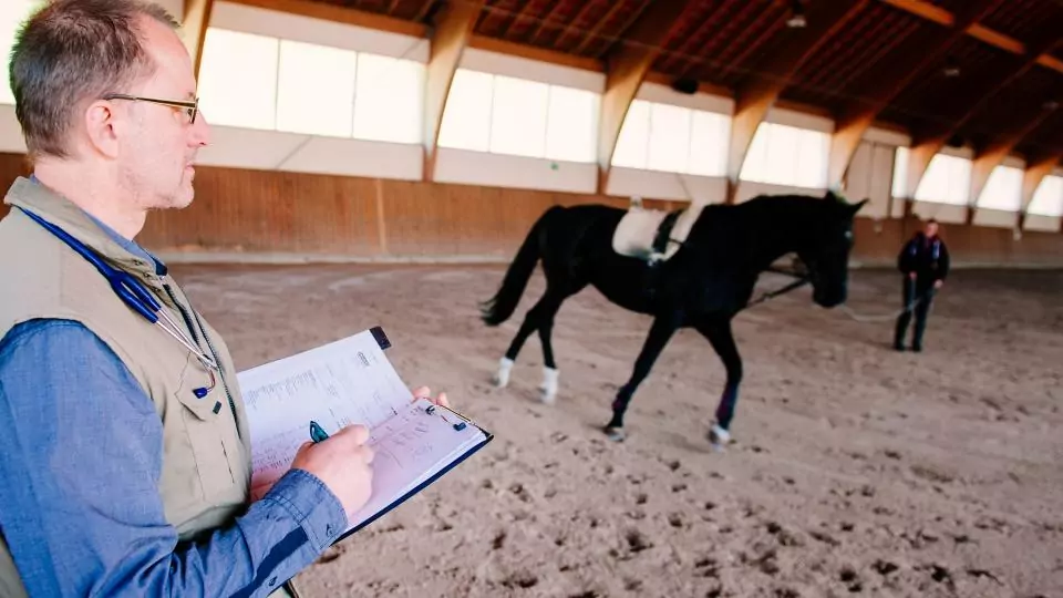 Link Service - Ergänzende Leistungen der Praxis Equidoctor rund um Tiermedizin