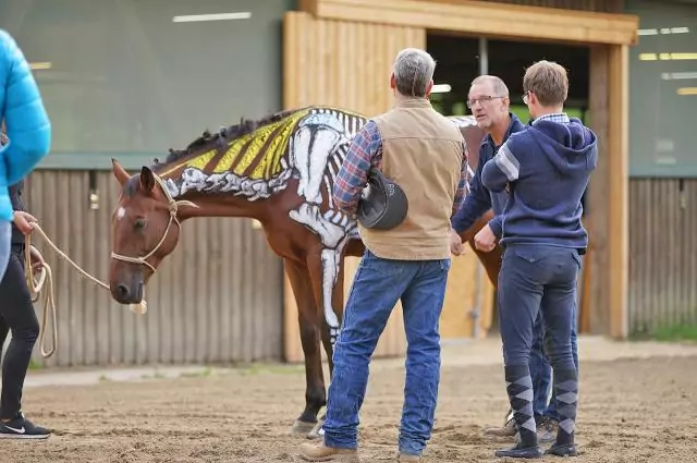 Im Rahmen der Vox-Doku die Pferdeprofis behandelt Tierarzt Markus Aschenbrenner ein Pferd. Bild aus die Pferdeprofis, Dalton (Staffel 6, Folge 3)