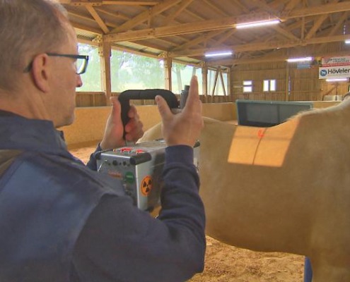 Bild aus die Pferdeprofis, Spanier-Wallach Sol (Staffel 6, Folge 8)