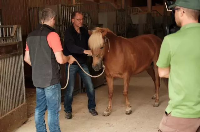Islandstute Vincona wird von Tierarzt Markus Aschenbrenner untersucht. Bild aus die Pferdeprofis, Islandstute Vincona (Staffel 8, Folge 5)