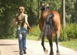 Pferd beim Vortraben im Rahmen einer Kaufuntersuchung.