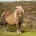 Ein dickes Pony mit sichtbaren Problemen des Fellwechsels