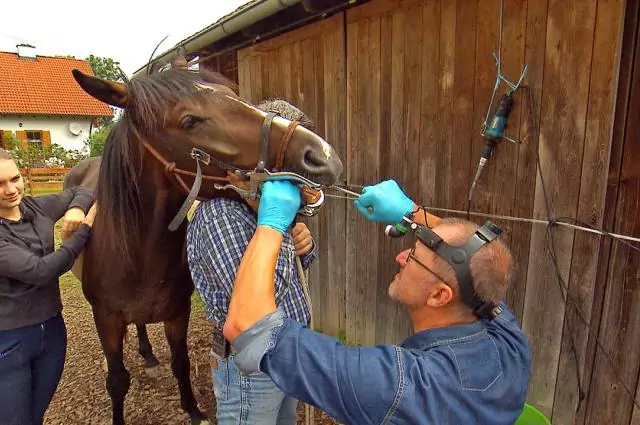 Im Rahmen der Vox-Doku die Pferdeprofis wird eine Spritzenphobie des Wallachs kuriert. Bild aus die Pferdeprofis Wallach Samy (Staffel 3, Folge 4)