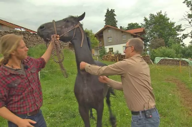Im Rahmen der Vox-Doku die Pferdeprofis beantwortet Dr. Aschenbrenner die Frage, ob die Stute überhaupt trainiert werden kann. Bild aus die Pferdeprofis Stute Dana (Staffel 4, Folge 2)