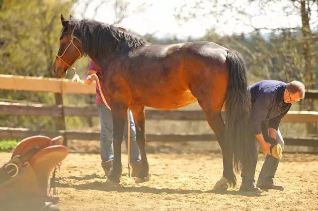 Im Rahmen der Vox-Doku die Pferdeprofis geht Tierarzt Aschenbrenner Widersetzlichkeiten beim Reiten auf den Grund. Bild aus die Pferdeprofis Wallach Columbus (Staffel 4, Folge 8)