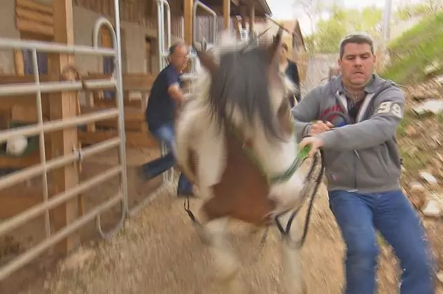 Im Rahmen der Vox-Doku die Pferdeprofis müssen Tierarzt Markus Aschenbrenner und Trainer Bernd halbwildes Pferd verladen. Bild aus die Pferdeprofis, Tinker Thorin, (Staffel 5, Folge 2)