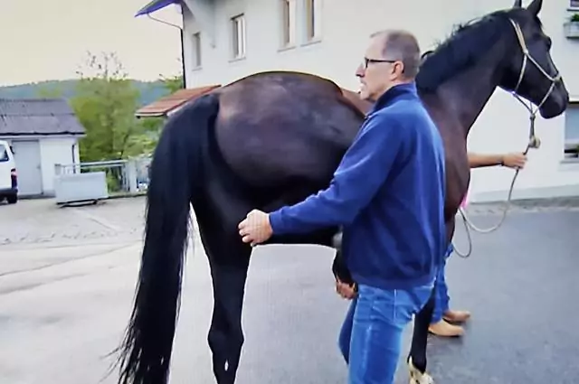 Im Rahmen der Vox-Doku die Pferdeprofis führt Tierarzt Markus Aschenbrenner eine Lahmheitsdiagnostik durch. Bild aus die Pferdeprofis, Wallach Louis, (Staffel 5, Folge 5)