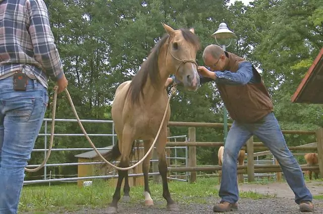 Im Rahmen von der Vox-Doku die Pferdeprofis behandelt Tierarzt Markus Aschenbrenner ein halbseitig blindes Pferd. Bild aus die Pferdeprofis, Honey, (Staffel 6, Folge 2)